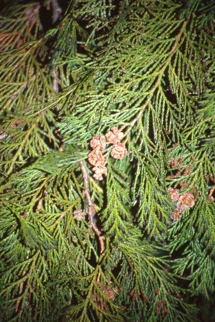 Chamaecyparis lawsoniana / Cipresso di Lawson